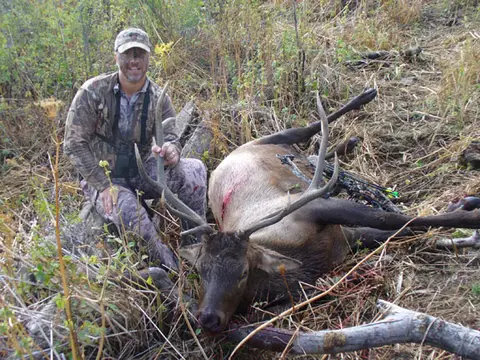Hunter with a bull elk among fallen timber