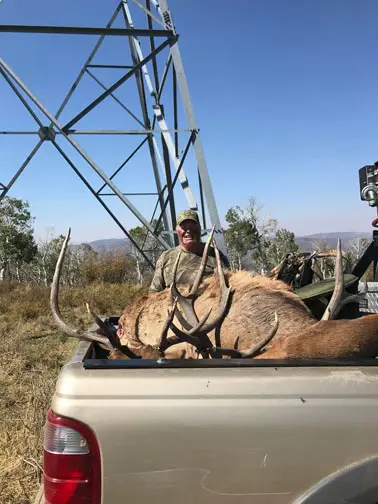 Bull elk in the back of a pickup