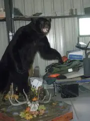 Full-body mount of the black bear