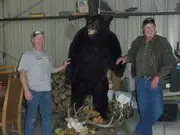 Full-body mount of the black bear