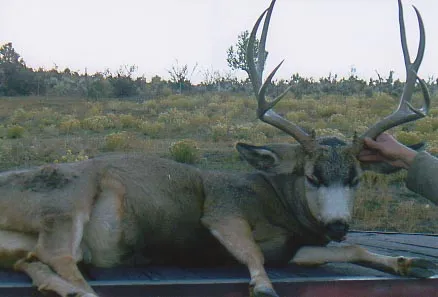 Curtis Cherry's Buck