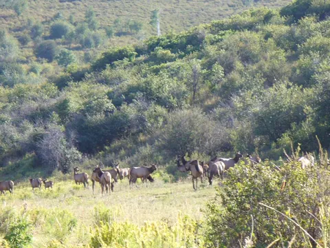 Elk Picnic