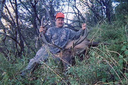 Archive bull: Joe Taeber Muzzle Bull