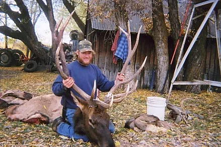 Archive bull: Tom Piggot Bull 2